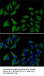 ATOX1 Antibody