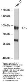 C1S Antibody