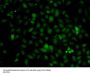 C1S Antibody