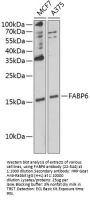 FABP6 Antibody