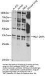 HLA-DMA Antibody