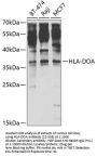 HLA-DOA Antibody
