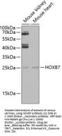 HOXB7 Antibody