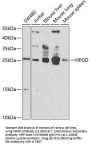 HPGD Antibody
