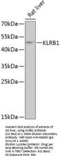 KLRB1 Antibody