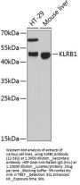 KLRB1 Antibody