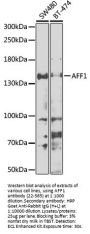 AFF1 Antibody