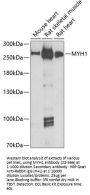 MYH1 Antibody