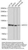 MYO1C Antibody