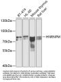 HNRNPM Antibody