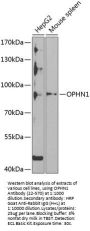 OPHN1 Antibody