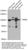 PDE6B Antibody