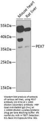 PEX7 Antibody