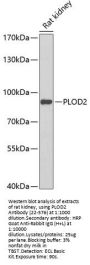 PLOD2 Antibody