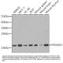 POLR2H Antibody