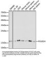 POLR2H Antibody