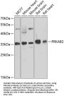 PRKAB2 Antibody