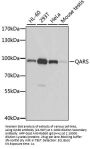 QARS Antibody