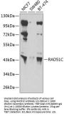 RAD51C Antibody