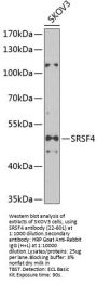 SRSF4 Antibody