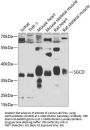 SGCD Antibody