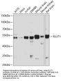 GLUT1 Antibody