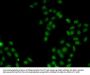 SSBP1 Antibody