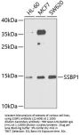 SSBP1 Antibody