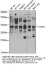 SSTR4 Antibody