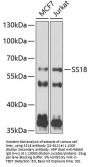 SS18 Antibody