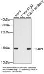 STAT4 Antibody