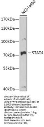 STAT4 Antibody