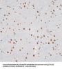 ZNF148 Antibody