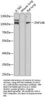 ZNF148 Antibody