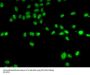 ZNF148 Antibody