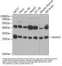 NAA10 Antibody