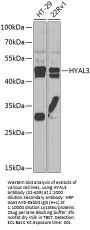HYAL3 Antibody