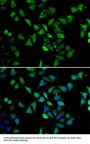 EIF3C Antibody