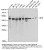 EIF3F Antibody