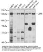 USP8 Antibody