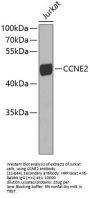CCNE2 Antibody