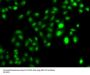 CBFA2T2 Antibody