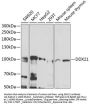 DDX21 Antibody