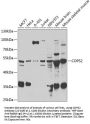 COPS2 Antibody