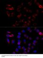 EFTUD2 Antibody