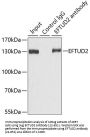 EFTUD2 Antibody