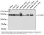 EFTUD2 Antibody