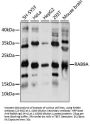 RAB9A Antibody