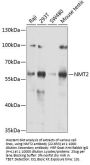 NMT2 Antibody