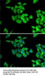 NMT2 Antibody